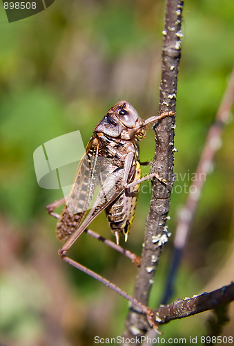 Image of Large grasshopper / locust