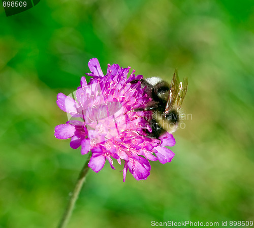 Image of Bumblebee on the flower