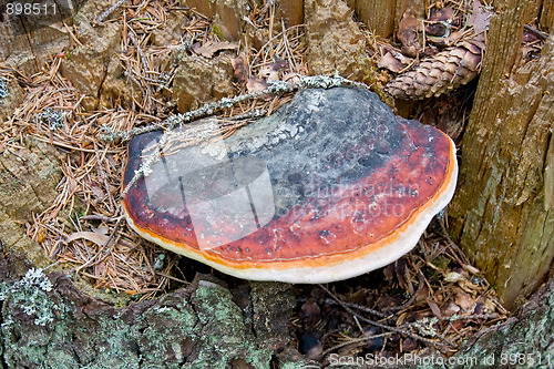 Image of Fungus on old pine tree