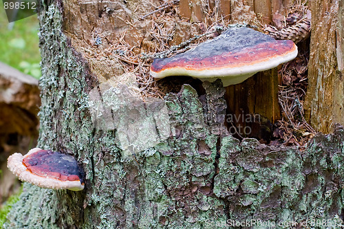 Image of Fungus on old pine tree