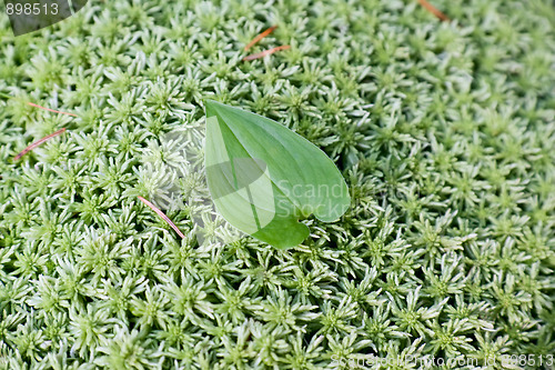 Image of Single leaf on green moss background