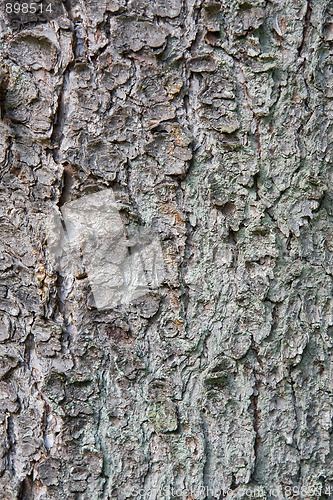 Image of Old pine tree trunk texture