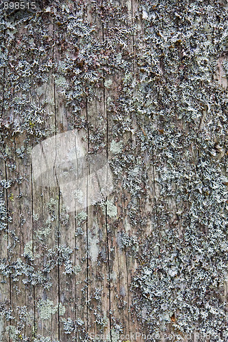 Image of Old pine tree trunk texture