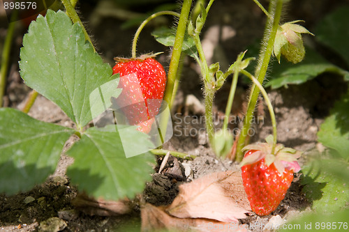 Image of strawberry bush