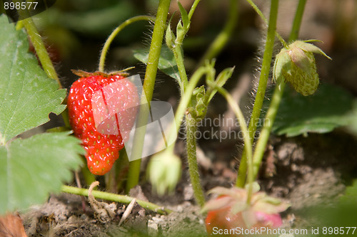 Image of Strawberries are the beds