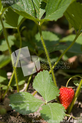 Image of Strawberries are the beds