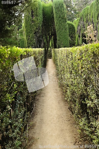 Image of Maze in the gardens of the Royal Alcazar in Seville, Spain