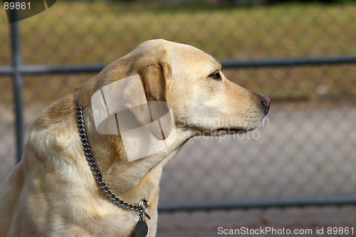 Image of Gold Labrador