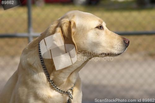 Image of Gold Labrador