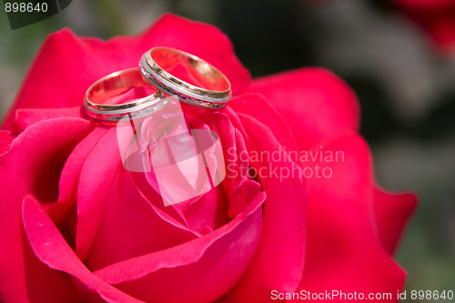 Image of Two gold wedding rings with pink rose