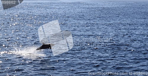 Image of dolphin jump ocean