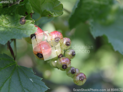 Image of Unripe red currant