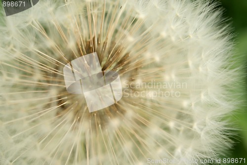 Image of Soft Fluffy Dandelion Seeds