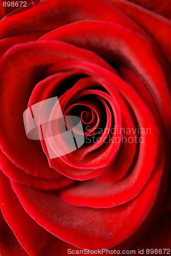 Image of Red Rose Close Up