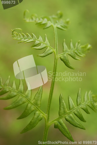 Image of Bracken (Pteridium aquilinum) in Green Forest