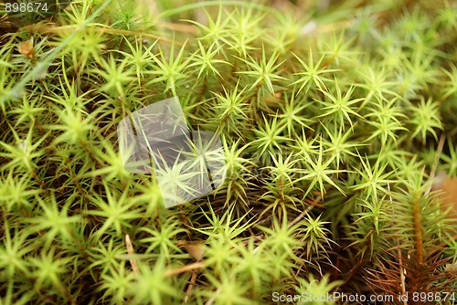 Image of Green Moss Macro (Polytrichum commune)