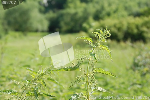 Image of Nettle