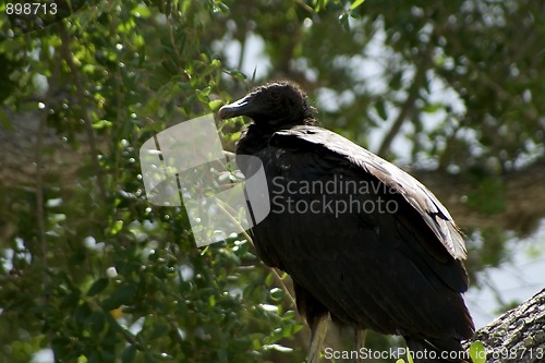 Image of profile portrait of black vulture perched in tree