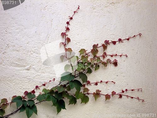 Image of wine