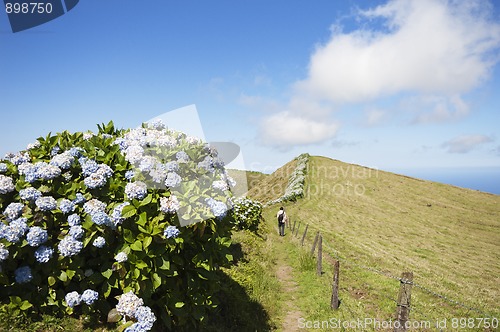 Image of Hortensias in Faial, Azores