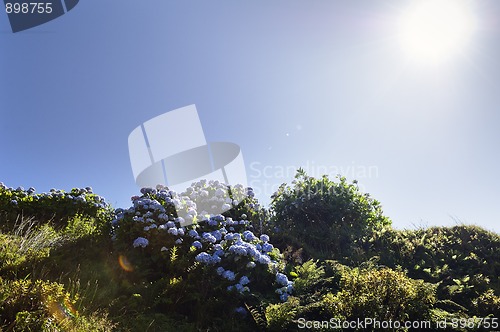 Image of Hortensias in Faial, Azores