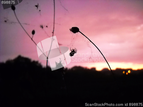 Image of Spider silhouette over pink evening sky