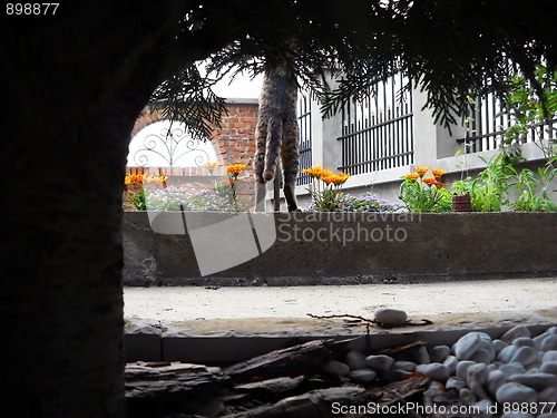 Image of Cat through natural tree frame