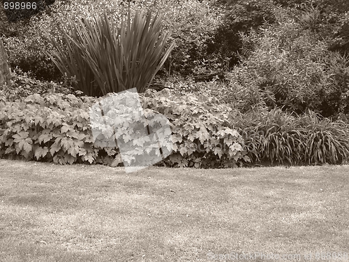 Image of Greenery background