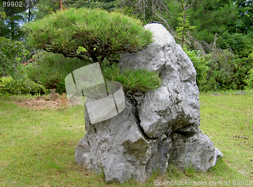 Image of Grown Through The Rock