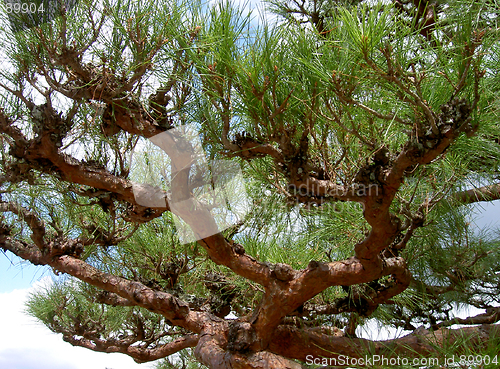 Image of Pine Branches