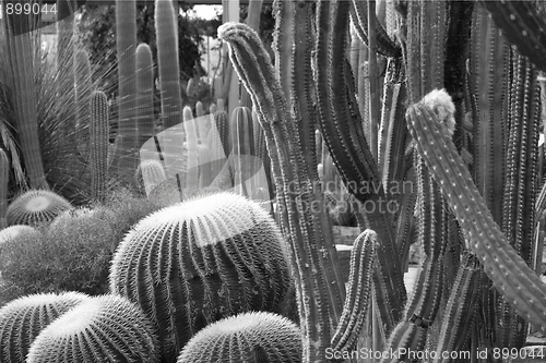 Image of Cactus