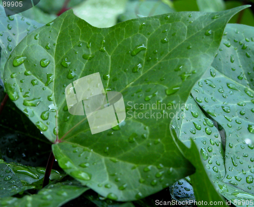 Image of Water drops on a leaf