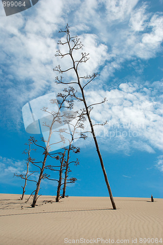 Image of Agaves