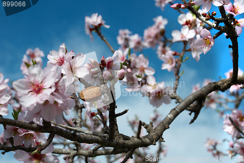 Image of Almond nut and flowers