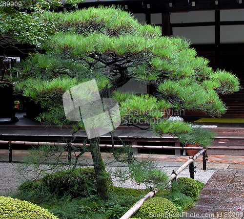 Image of Japanese Pine