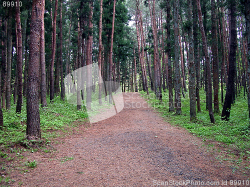 Image of Perspective In The Forest