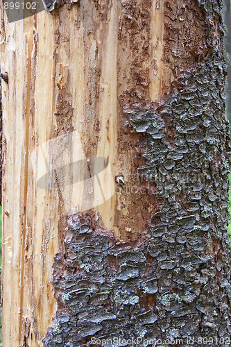 Image of Pine tree trunk texture