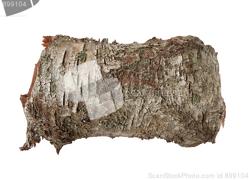 Image of Birch tree bark texture