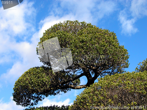 Image of Japanese Tree