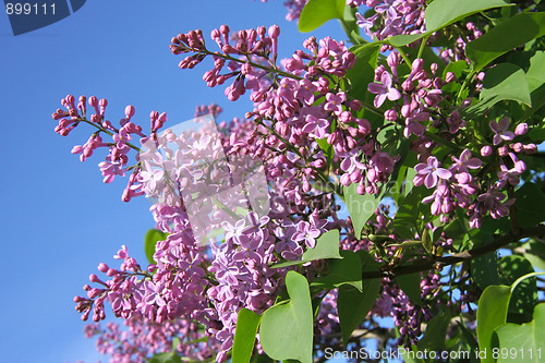 Image of Blooming lilac branches in the spring
