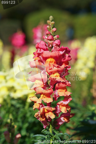 Image of snapdragon flowers