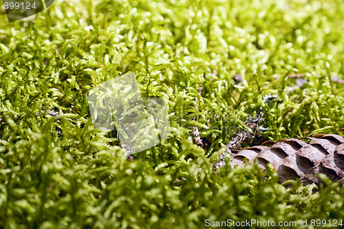 Image of Green moss background