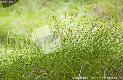 Image of Green grass texture