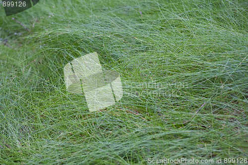 Image of Green grass texture