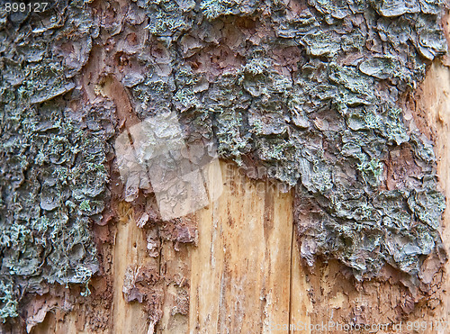 Image of Pine tree trunk texture