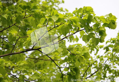 Image of Linden (Lime) tree branches