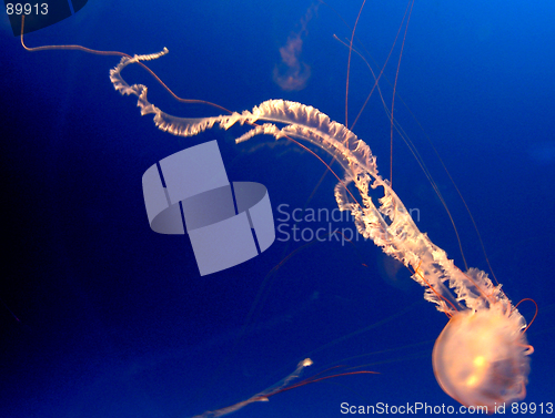 Image of Jellyfish spermatozoon