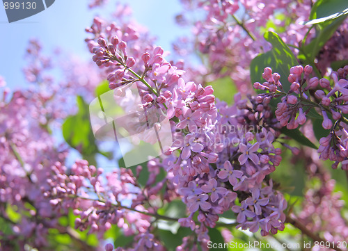 Image of Fragrant lilac bush