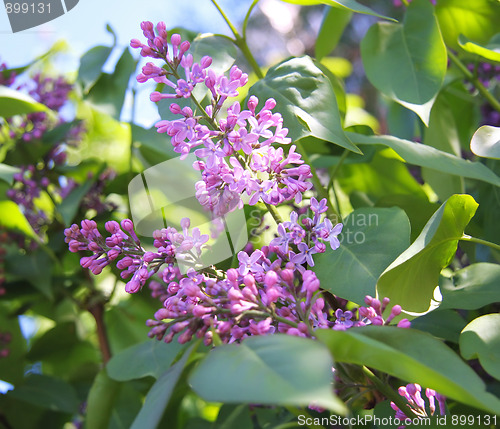 Image of Lilac flower