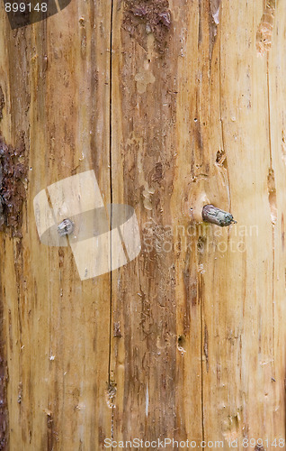 Image of Pine tree trunk texture